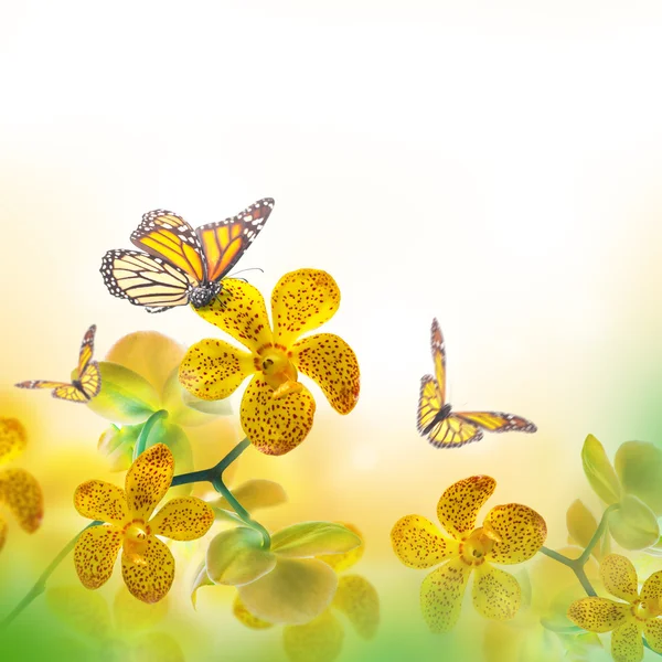 Tropiske orkideer og sommerfugler – stockfoto