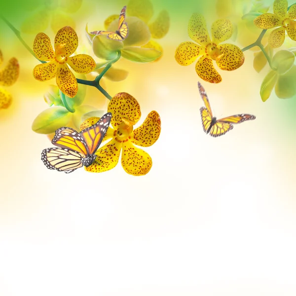 Storczyki tropikalne i motyle — Zdjęcie stockowe