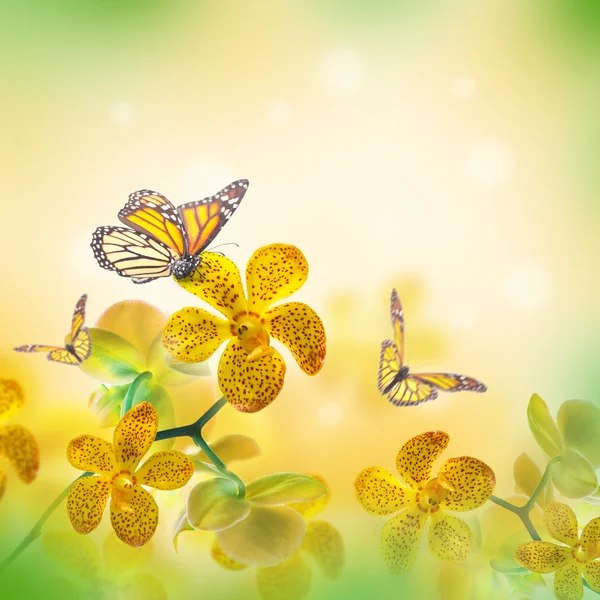 Tropical orchids and butterflies — Stock Photo, Image