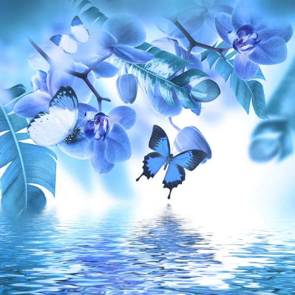 Tropical orchids and butterflies — Stock Photo, Image