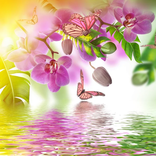 Orchidee tropicali e farfalle — Foto Stock