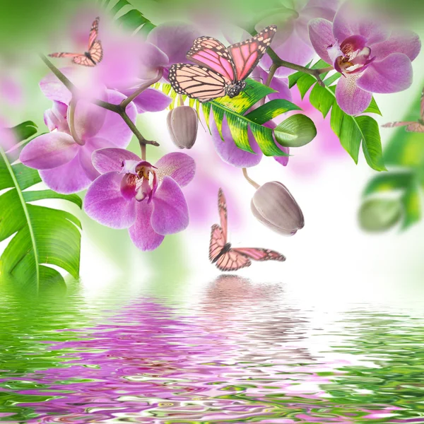 Tropische orchideeën en vlinders — Stockfoto