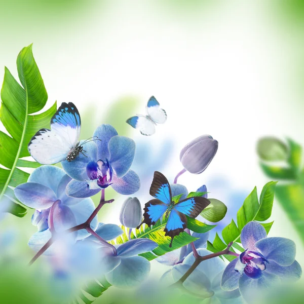 熱帯蘭の花と蝶 — ストック写真