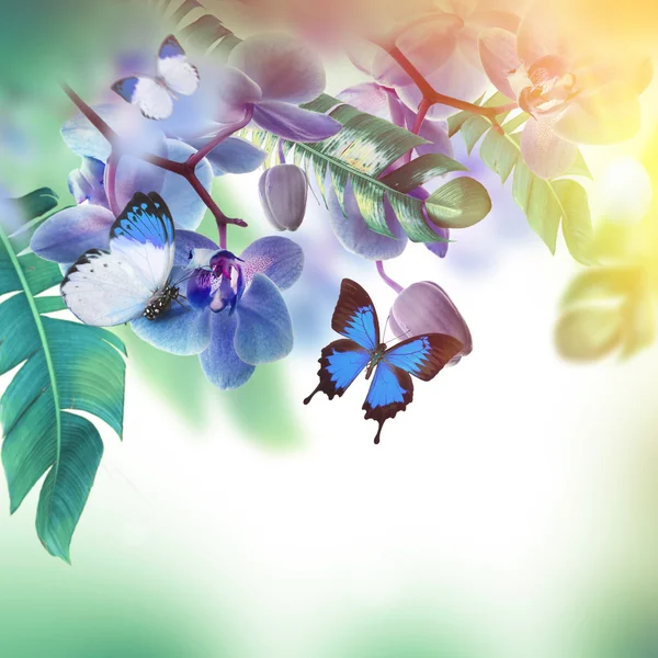 Тропічні орхідеї та метелики — стокове фото