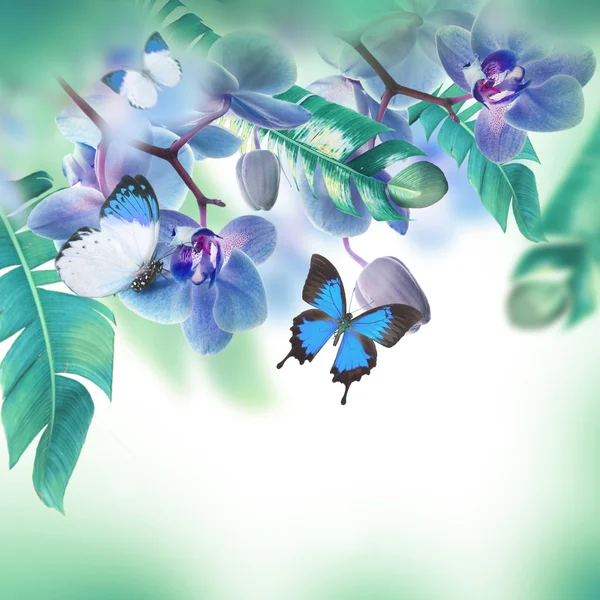 Tropical orchids and butterflies — Stock Photo, Image