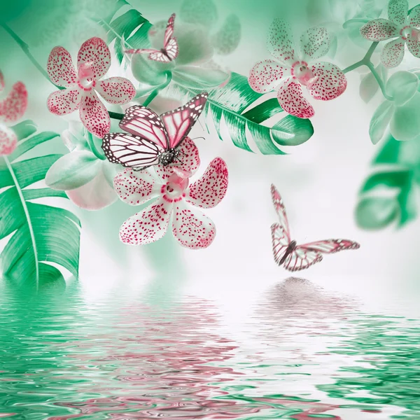 Tropische Orchideen und Schmetterlinge — Stockfoto