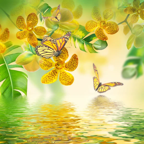 Tropical orchids and butterflies — Stock Photo, Image