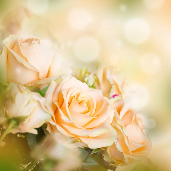 Roses floral background — Stock Photo, Image