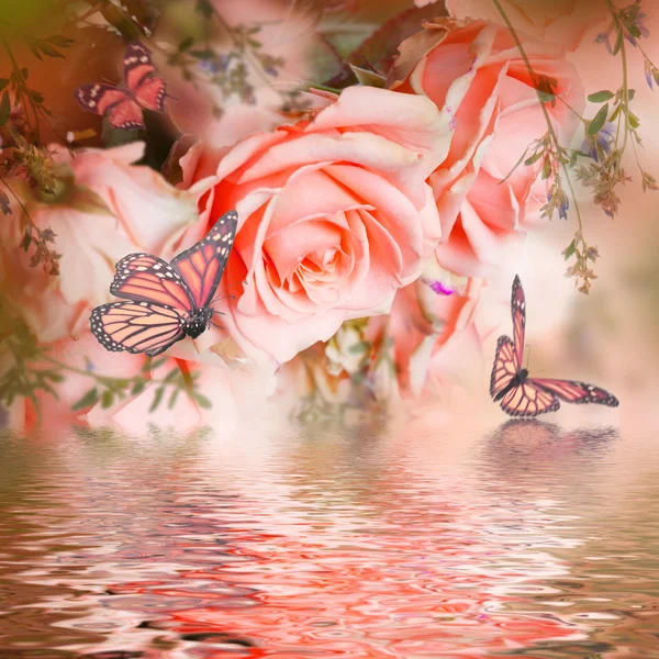 Krásná růže a motýli — Stock fotografie