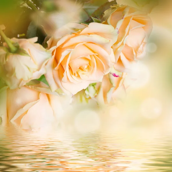 Růže květinové pozadí — Stock fotografie