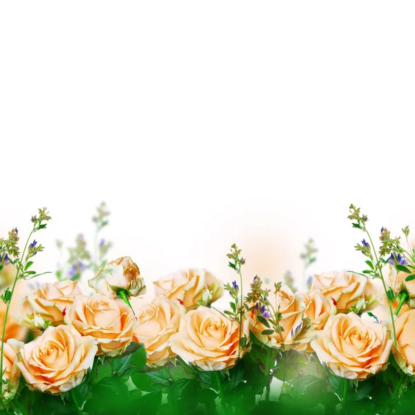 Rosen blumiger Hintergrund — Stockfoto