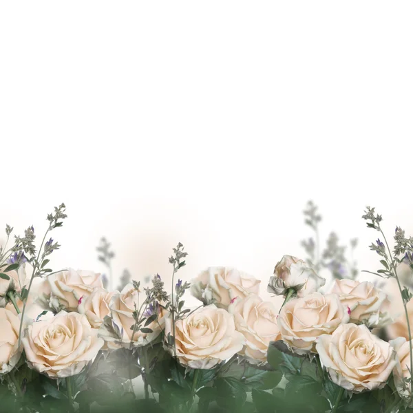 Rosas fundo floral — Fotografia de Stock