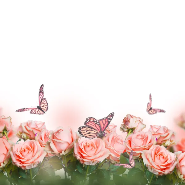 Beautiful roses and butterflies — Stock Photo, Image