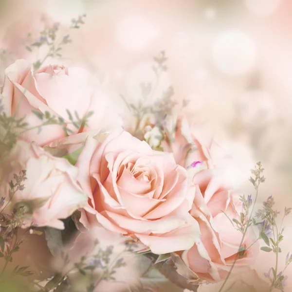 Roses floral background — Stock Photo, Image