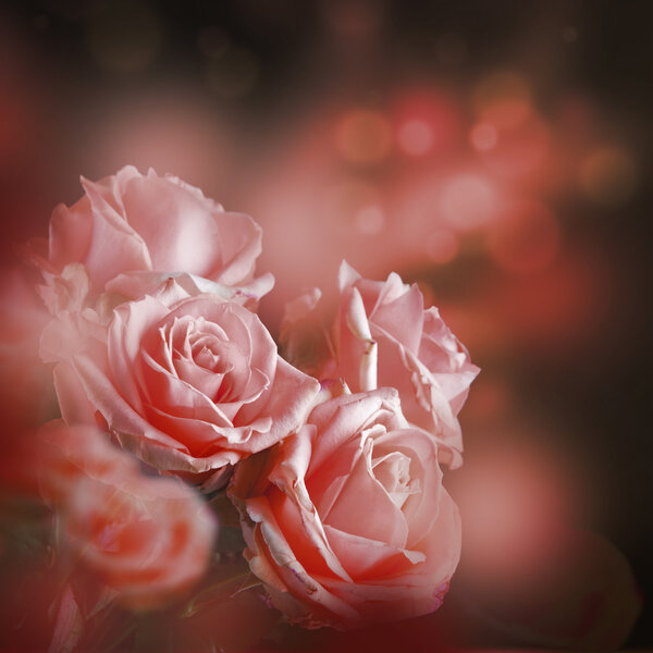 Close up shot of Beautiful roses floral red background