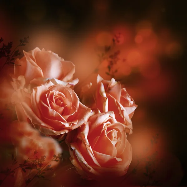 Rosas fundo floral — Fotografia de Stock