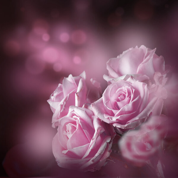 Close up shot of Beautiful roses floral pink background