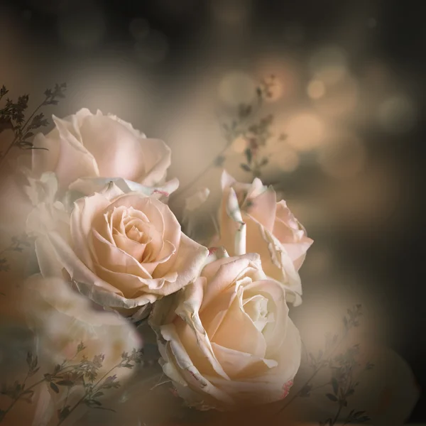 Roses floral background — Stock Photo, Image