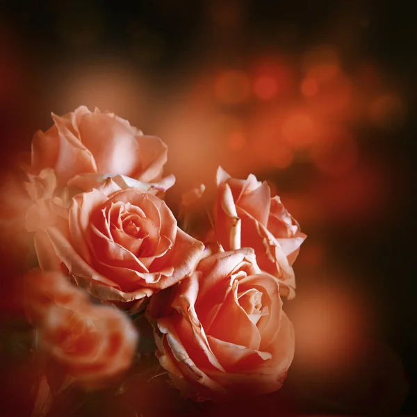 Rózsa virág háttér — Stock Fotó