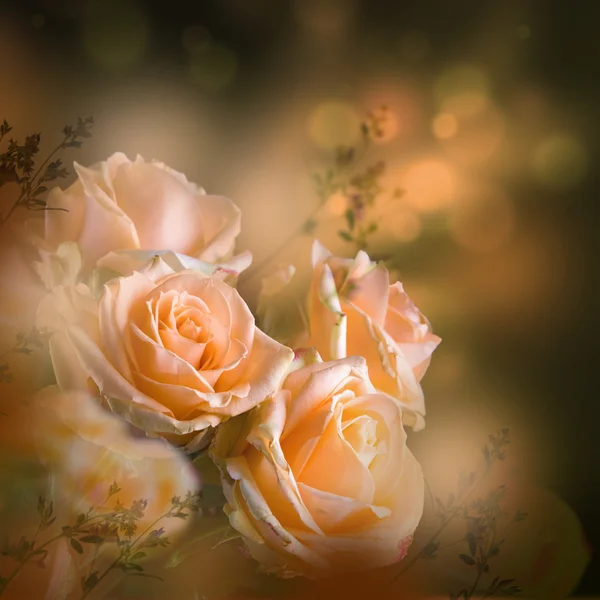 玫瑰花卉背景 — 图库照片
