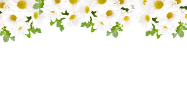 Güzel papatyalar ve kelebek