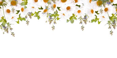 Güzel papatyalar ve kelebek