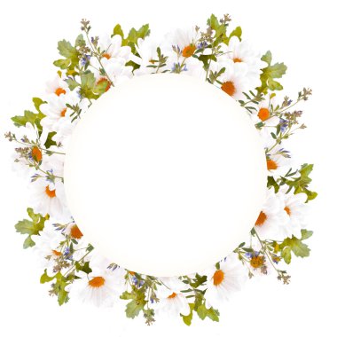 Güzel papatyalar ve kelebek