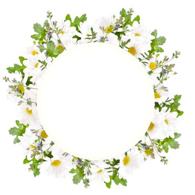 Güzel papatyalar ve kelebek