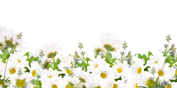 Schöne Gänseblümchen und Schmetterling — Stockfoto