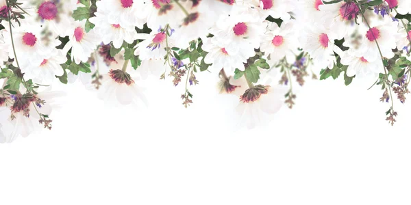 Schöne Gänseblümchen und Schmetterling — Stockfoto