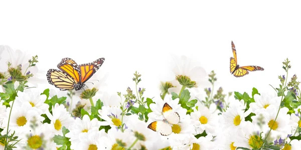 Hermosas margaritas y mariposas — Foto de Stock