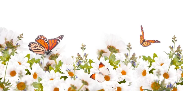 Schöne Gänseblümchen und Schmetterling — Stockfoto