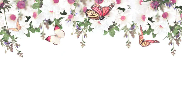 Gyönyörű százszorszépek és a pillangó — Stock Fotó
