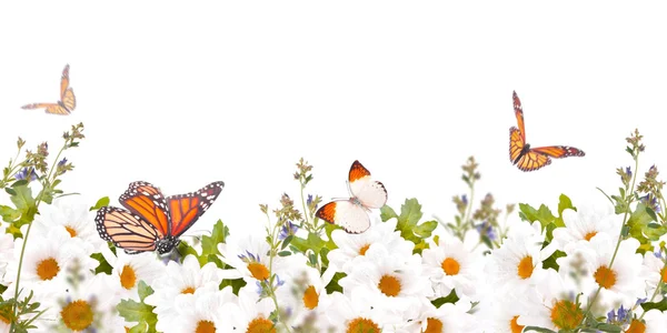 Beautiful daisies and butterfly — Stock Photo, Image