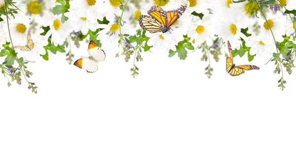 Beautiful daisies and butterfly — Stock Photo, Image