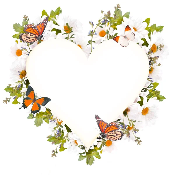 Krásné sedmikrásky a motýl — Stock fotografie