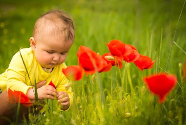  Kırmızı haşhaş ile alanında oynayan küçük bir çocuk . Bebek .