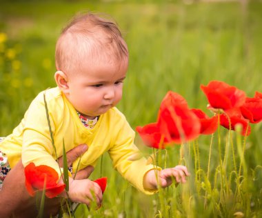  Kırmızı haşhaş ile alanında oynayan küçük bir çocuk . Bebek .