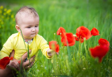  Kırmızı haşhaş ile alanında oynayan küçük bir çocuk . Bebek .
