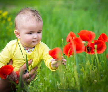  Kırmızı haşhaş ile alanında oynayan küçük bir çocuk . Bebek .