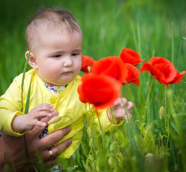  Kırmızı haşhaş ile alanında oynayan küçük bir çocuk . Bebek .