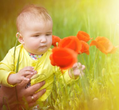  Kırmızı haşhaş ile alanında oynayan küçük bir çocuk . Bebek .