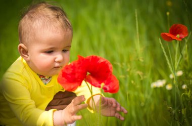  Kırmızı haşhaş ile alanında oynayan küçük bir çocuk . Bebek .