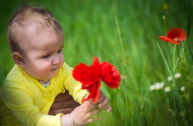  Kırmızı haşhaş ile alanında oynayan küçük bir çocuk . Bebek .