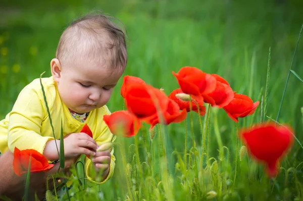 Seorang anak kecil bermain di lapangan dengan poppy merah. Bayinya.  . Stok Gambar