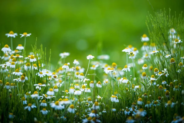 Incredibile campo di papavero — Foto Stock