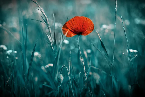 Incredibile campo di papavero — Foto Stock