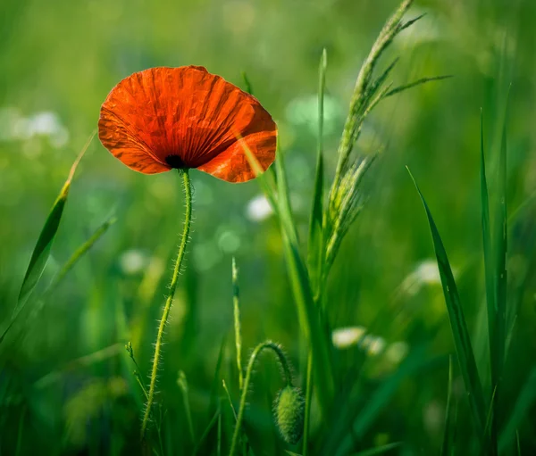 Incredibile campo di papavero — Foto Stock