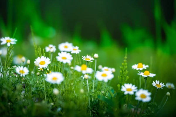 Incredibile campo di papavero — Foto Stock