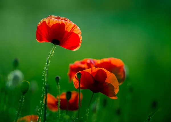 Incredibile campo di papavero — Foto Stock